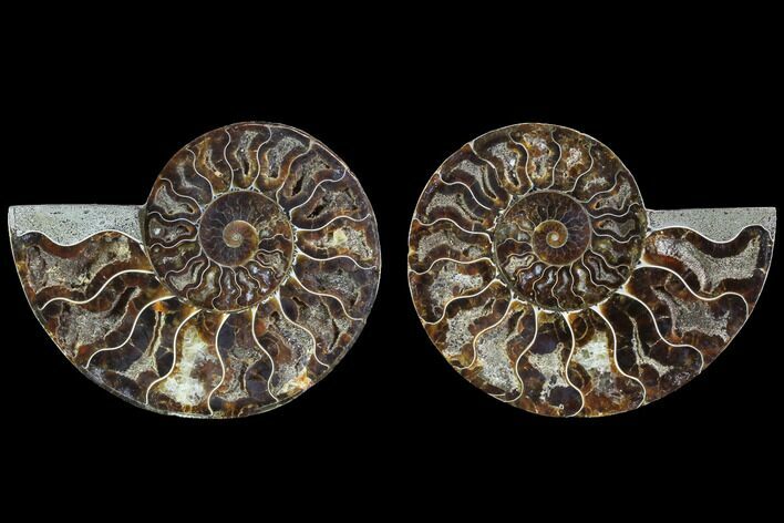 Cut & Polished Ammonite Fossil - Crystal Chambers #91159